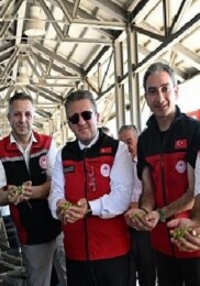 Türkiye’de Dönemin Birinci Zeytin Hasadı Dikili Bademli’de Gerçekleştirildi
