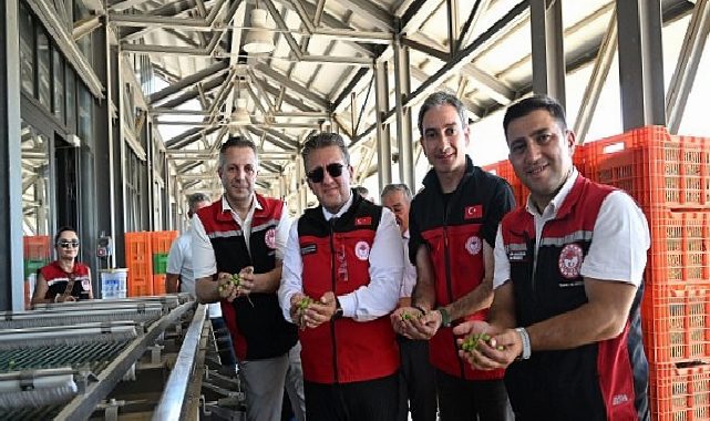 Türkiye’de Dönemin Birinci Zeytin Hasadı Dikili Bademli’de Gerçekleştirildi