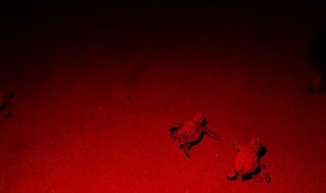 Didim Belediyesi Caretta Carettaların İnançlı Seyahatine Eşlik Ediyor