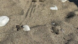Kemer’de son caretta caretta yuvası açıldı