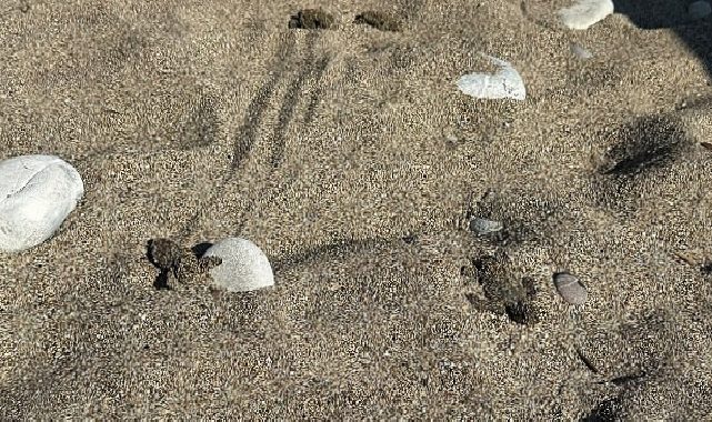 Kemer’de son caretta caretta yuvası açıldı