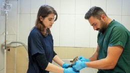 Maltepe’de sahipsiz kedi kısırlaştırma süreçlerinde online randevu dönemi başlıyor
