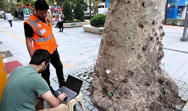 Asırlık ağaçlar tomografiyle korunacak