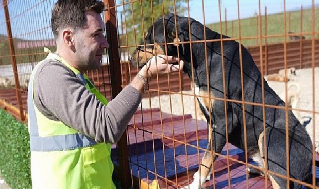 Burhaniye Belediyesi, Can Dostlara Sıcak Bir Yuva Ümidi Oluyor