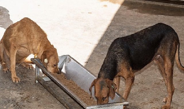 Büyükşehir sahipsiz canlar için kendi mamasını üretiyor: Gaye günde 1 ton