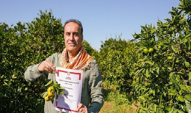 Coğrafik işaret tescilli Seferihisar Mandalinası’nda hasat başladı