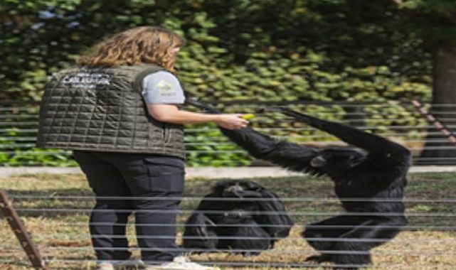 Dört primatın İzmir’deki yeni hayatına eski bakıcıları da eşlik etti