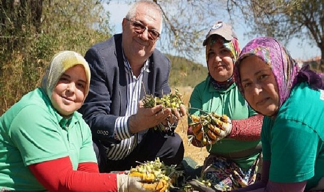 Edremit Belediyesi’nde yeni dönemin birinci zeytin hasadı gerçekleştirildi