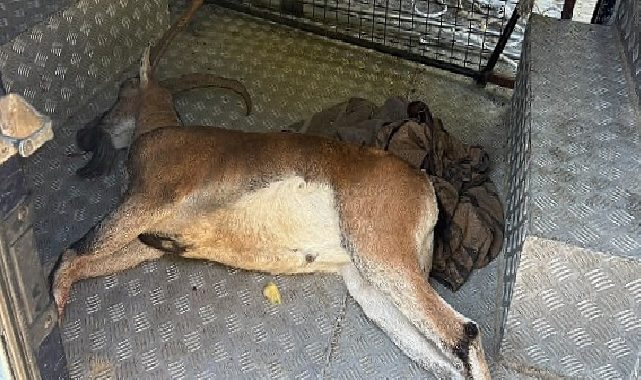 Kemer’de yaralı bulunan dağ keçisi tedavi altına alındı