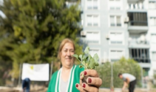 Mahalle Bostanlarında kışlık sebzeler toprakla buluşuyor