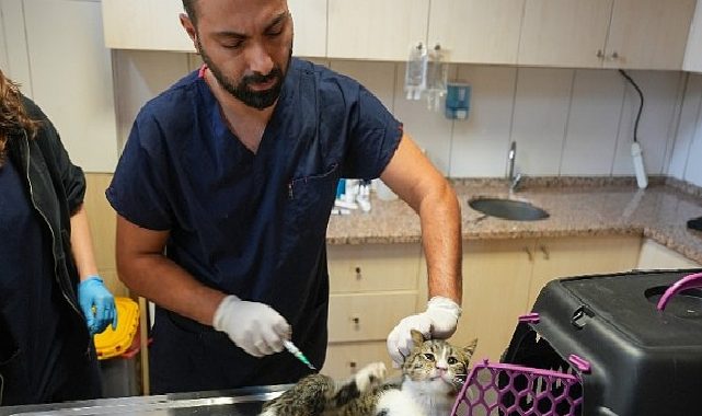 Maltepeliler, sokaklarındaki can dostlarını fiyatsız muayene ettiriyor