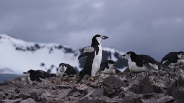 ‘Penguen Dünyası’, 7 Ekim Çarşamba Saat 20.00’de National Geographic WILD Ekranlarında!