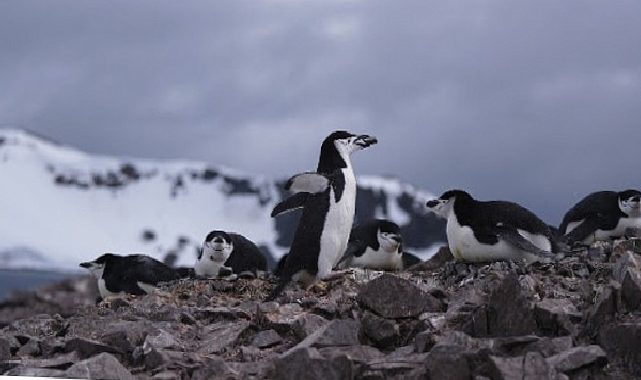 ‘Penguen Dünyası’, 7 Ekim Çarşamba Saat 20.00’de National Geographic WILD Ekranlarında!