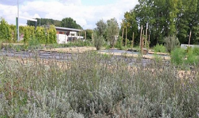 Tarladan Türkiye’ye Ormanya imzası